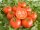 Bingenheimer Tomate Berner Rose