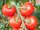 Bingenheimer Tomate Hellfrucht