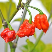 Chili Carolina Reaper Red