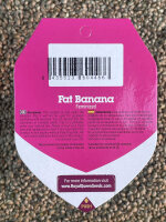 ROYAL QUEEN SEEDS Fat Banana, 1 Samen feminisiert