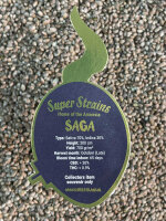 Super Strains Saga-CBD,CBD:THC,10:1, 1 Samen feminisiert