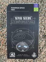 SENSI SEEDS RESEARCH PUMPKIN SPICE, 1 Samen feminisiert