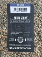 SENSI SEEDS RESEARCH PUMPKIN SPICE, 1 Samen feminisiert