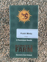 Barney`s Farm Seeds Kush Mintz, 3 Samen feminisiert