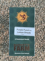 Barney`s Farm Seeds Purple Punch x Lemon Drizzle, 3 Samen...