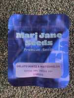 Mari Jane Seeds Gelato Mintz x Watermelon, 3 Samen...